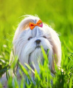 100PCS Cute Puppy Dog Small Bowknot Hair Bows,Yorkie Doggie Bows with Rubber Band Pet Grooming Bows Dog Hair Costume Accessories for Small Dog