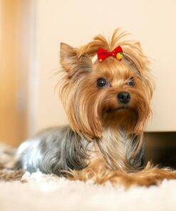 100PCS Cute Puppy Dog Small Bowknot Hair Bows,Yorkie Doggie Bows with Rubber Band Pet Grooming Bows Dog Hair Costume Accessories for Small Dog