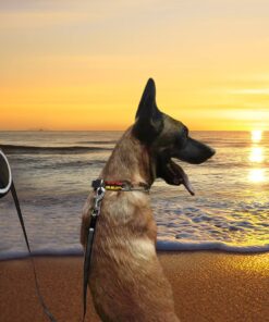 26Ft Retractable Dog Leash, Heavy Duty Great Leash for Dog up to 110 lbs, Anti-Slip Rubberized Handle, One-Handed Brake, Strong Nylon Tape, Tangle Free(Large Size).