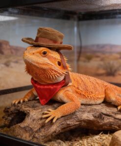 2Pcs Bearded Dragon Hat and Bandana Set Adjustable Lizard Cowboy Hat and Red Bandana Scarf Bearded Dragon Outfits Halloween Costume Photo Props for Small Animal Reptile Lizard...