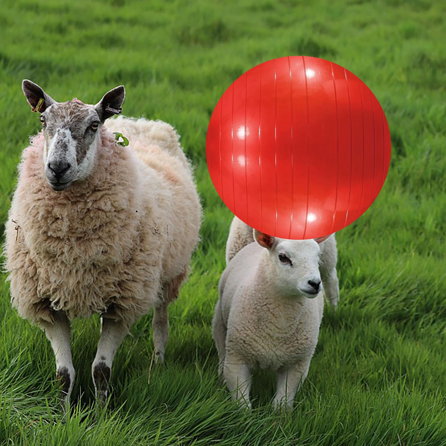 3 Pieces Pet Goat Ball Lamb Toy Horse Ball Dog Training Exercise Ball Toy with Inflator Pump for Pet Dogs Goats Horses to Play in Outdoor Entertainment (Red, Blue, Purple)