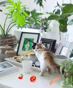 46 PCS Cat Toys for Indoor Cats, Kitten Toys with Cat Spring Toy, Mint Catnip with Crinkle Mouse Ball for Indoor Cats Kittens Exercise