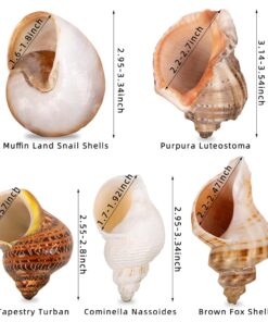 5PCS Large Hermit Crab Shells | Natural Sea Conch Size 2.8