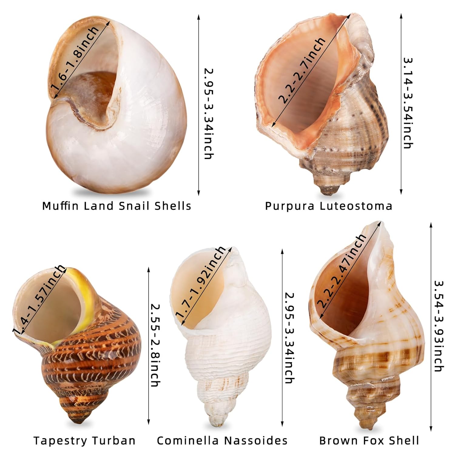 5PCS Large Hermit Crab Shells | Natural Sea Conch Size 2.8" - 3.9", Opening Size 1.5" - 2.5" | Turbo Seashells for Hermit Crab Supplies and Beach Decoration Large Sea Shell