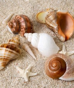5PCS Large Hermit Crab Shells | Natural Sea Conch Size 2.8