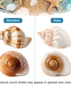 5PCS Large Hermit Crab Shells | Natural Sea Conch Size 2.8