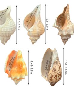 5PCS Medium and Large Hermit Crab Shells| Natural Sea Conch Size 2.8