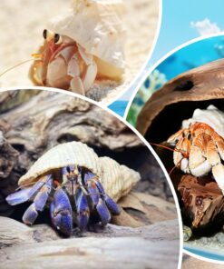 5PCS Medium and Large Hermit Crab Shells| Natural Sea Conch Size 2.8