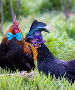 6-Piece Chicken Bow Ties & Collars - Rooster, Crow, Parrot & Bird Sizes
