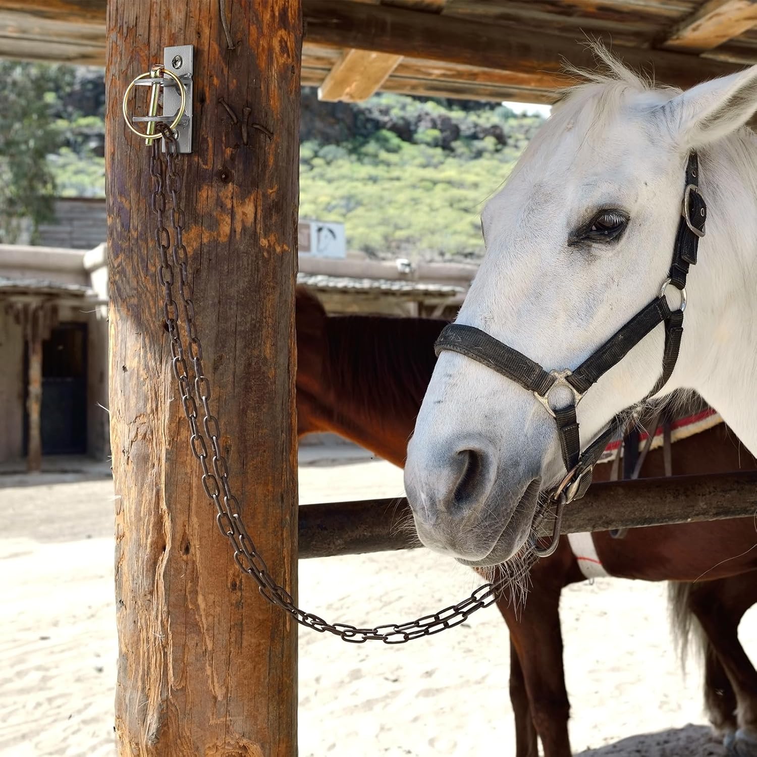 8 Pcs Water Bucket Hooks for Horses with Pin Heavy Duty Wall Mounted Horse Feed Bucket Hangers Holders Metal for Horse Stall Stable Barn Animal Supplies