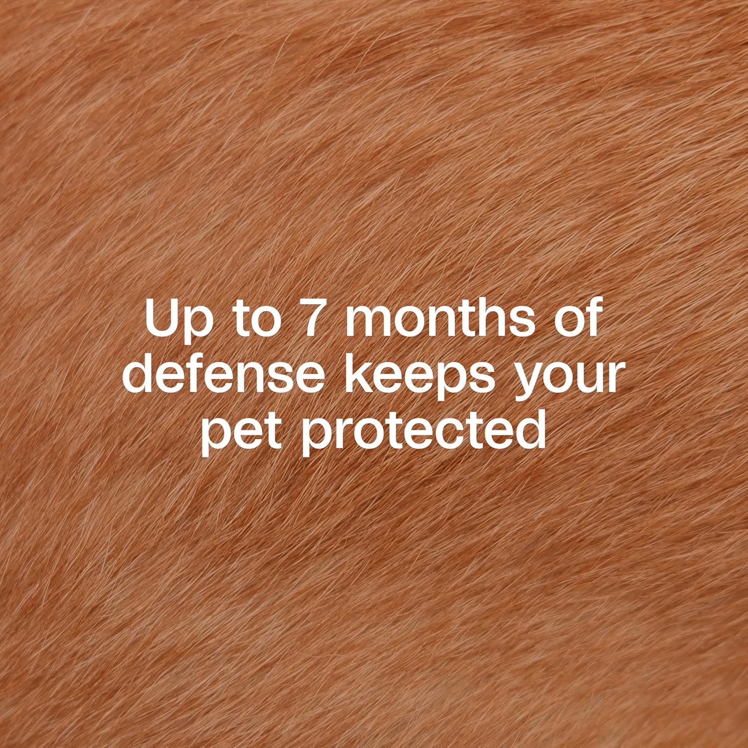 ADAMS Plus Flea & Tick Collar for Large Dogs, Flea Collar for 7-Month Prevention, Adjustable Collar Fits Large Dogs & Puppies, Kills Fleas & Ticks, 1 Count
