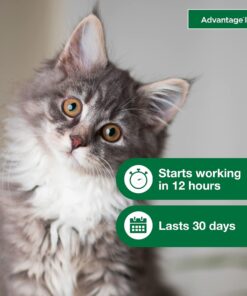 Advantage II Kitten Vet-Recommended Flea Treatment & Prevention | Cats 2-5 lbs. | 2-Month Supply