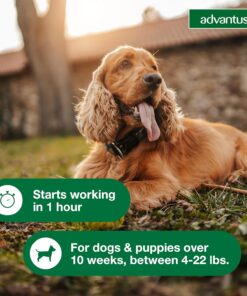 Advantus Dog Fast Acting Oral Flea Treatment Soft Chewable 4 - 22 lbs. | 7 ct.