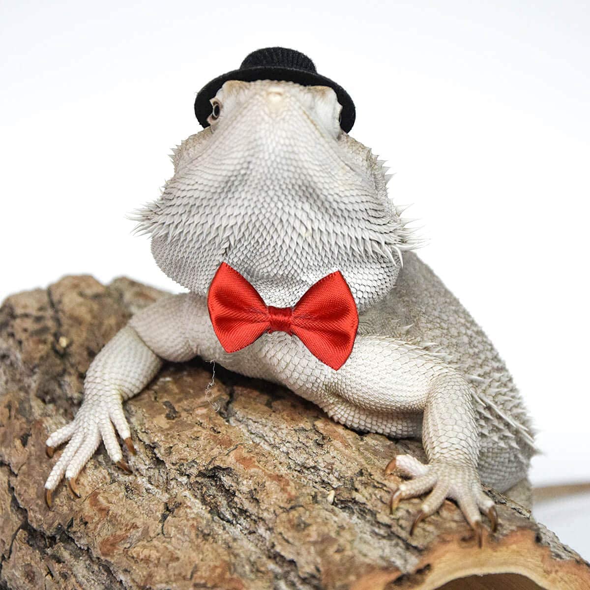 Bearded Dragon Clothes Costume Adjustable Hat and Bowtie Handmade Small Animals St. Patrick's Day Decorations Clothes for Lizard Chameleon Juvenile Iguana