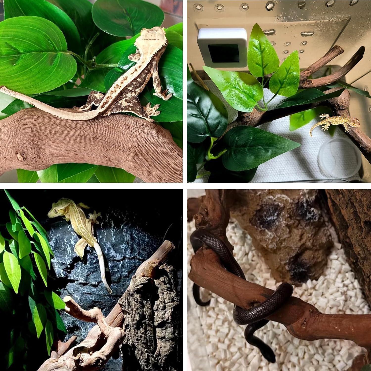 BNOSDM 2PCS Reptile Wood Branches Decor,Lizard Habitat Natural Wood Decoration,Snake Climbing Branch Accessories,Terrarium Tree Trunk Ornament for Bearded Dragon Gecko Frog...