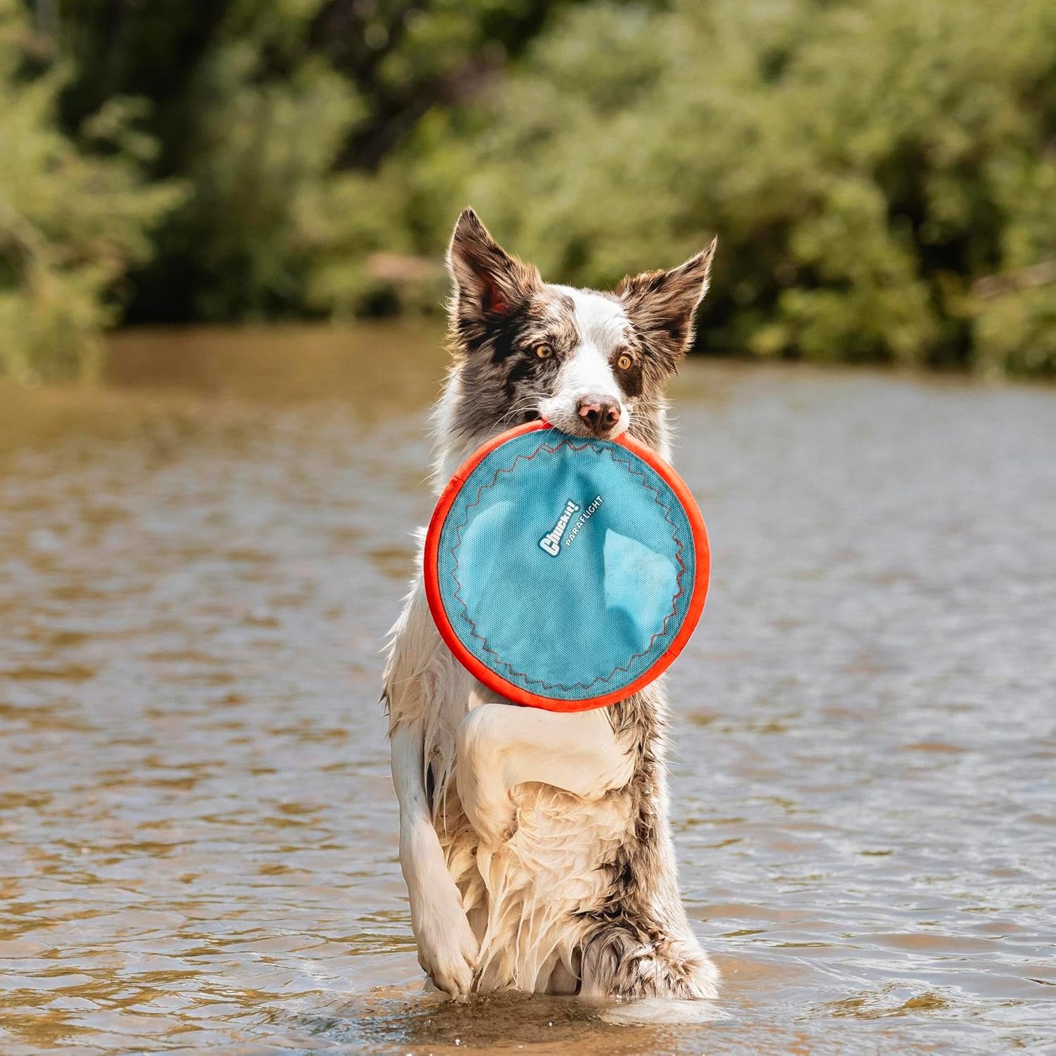 Chuckit! Paraflight Flying Disc Dog Toy - Water Floating Flyer - Durable Nylon Construction with Soft Rubber Edges - For Medium and Large Dogs - Size Large - 9.75" L x 9.75" W -...