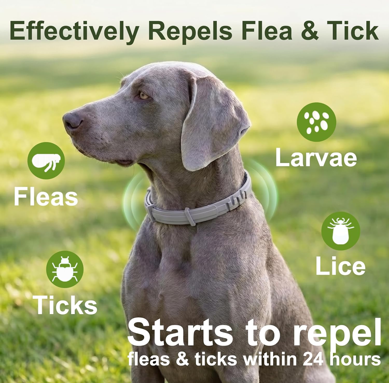 Craveit Dog Flea Collar, 2 Pack Flea Collar for Dogs Large, Gentle Plant-Based Tick Repellent for Large Dog, Waterproof & Adjustable, 8-Month Long-Lasting Defense