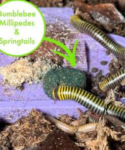 CTWPets Clean Up Crew Bites – Bioactive Terrarium Food for Isopods, Springtails, Millipedes & Fruit Flies | Microfauna Booster for Bioactive Enclosures - 2.5oz