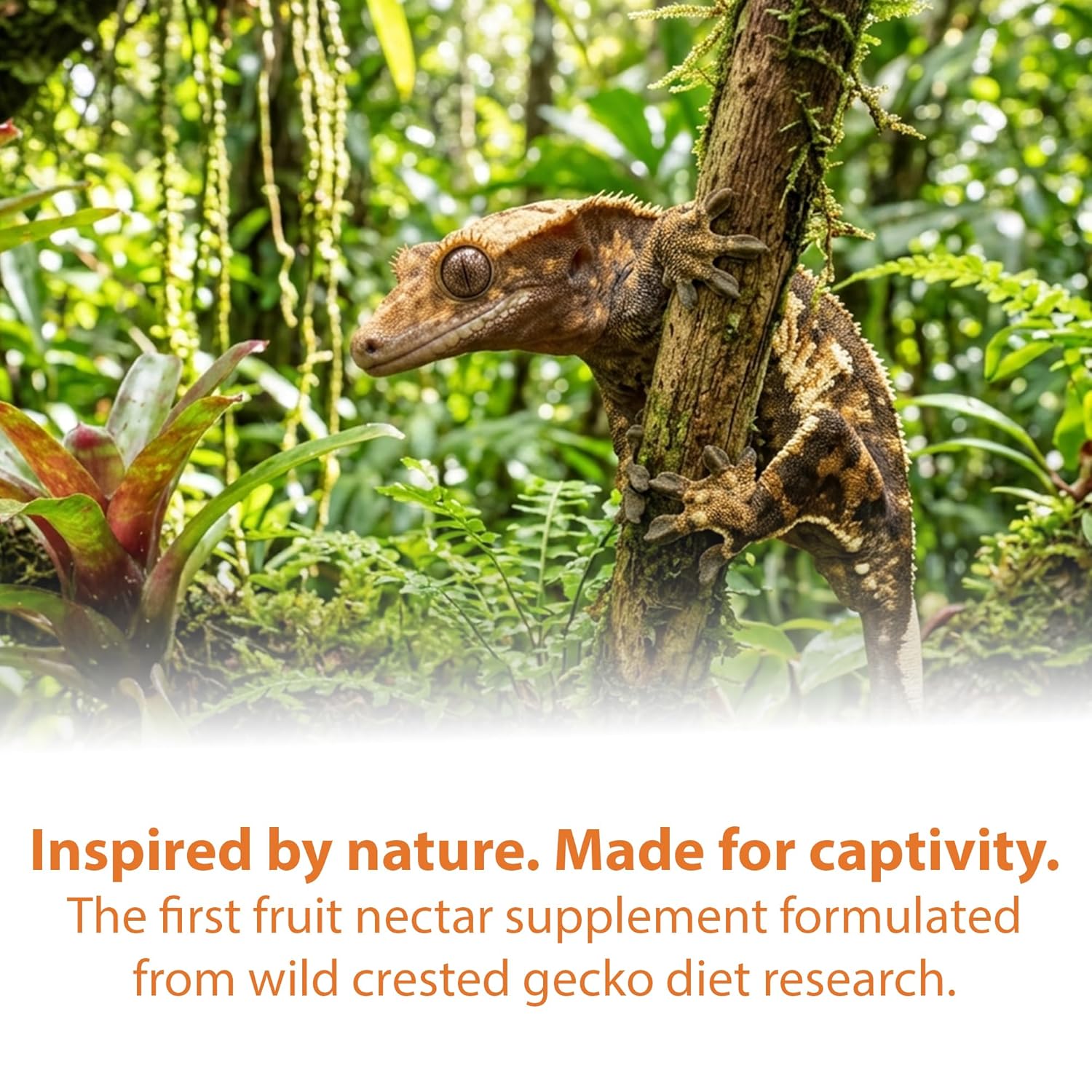 CTWPets Gecko Treat – Liquid Fruit Nectar Drops for Crested Gecko, Day Gecko & Gargoyle Gecko | Treat, Water Additive & CGD Mixer (2oz, Mango Papaya)