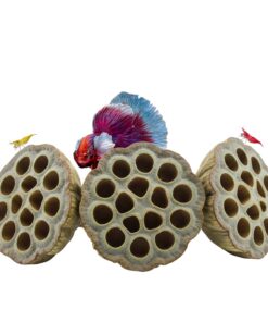 CTWPets Natural Lotus Pods for Aquarium Shrimp & Betta Fish Botanicals for Blackwater Tanks, Tannin Release, Aquascaping & Natural Grazing (2 Pack)