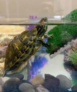 DoubleWood Lawn Turtle Basking Platform Turtle Resting Basking Platform, Simulation Grass Turtle Ramp for Turtle Tank, for Small Reptile Frog Terrapin (Large)