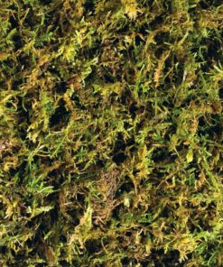 Exo Terra Forest Plume Moss, 7 Quarts, 2-Pack