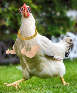 Extguds Thumb up Chicken Arms to Put on Chickens,a Funny Chicken Arm Toy with Peepers and Necklace,a Set of Pet Prank Role-Playing Costumes