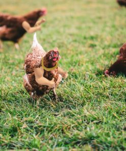 Extguds Thumb up Chicken Arms to Put on Chickens,a Funny Chicken Arm Toy with Peepers and Necklace,a Set of Pet Prank Role-Playing Costumes
