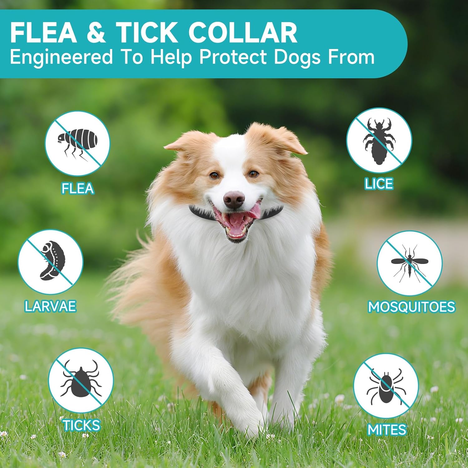 Flea and Tick Prevention for Dogs, 4 Pack Flea Collar for Dogs, Dog Flea and Tick Treatment, 32 Months Protection, Waterproof, Adjustable Collar for Dog, One Size Fits All for...
