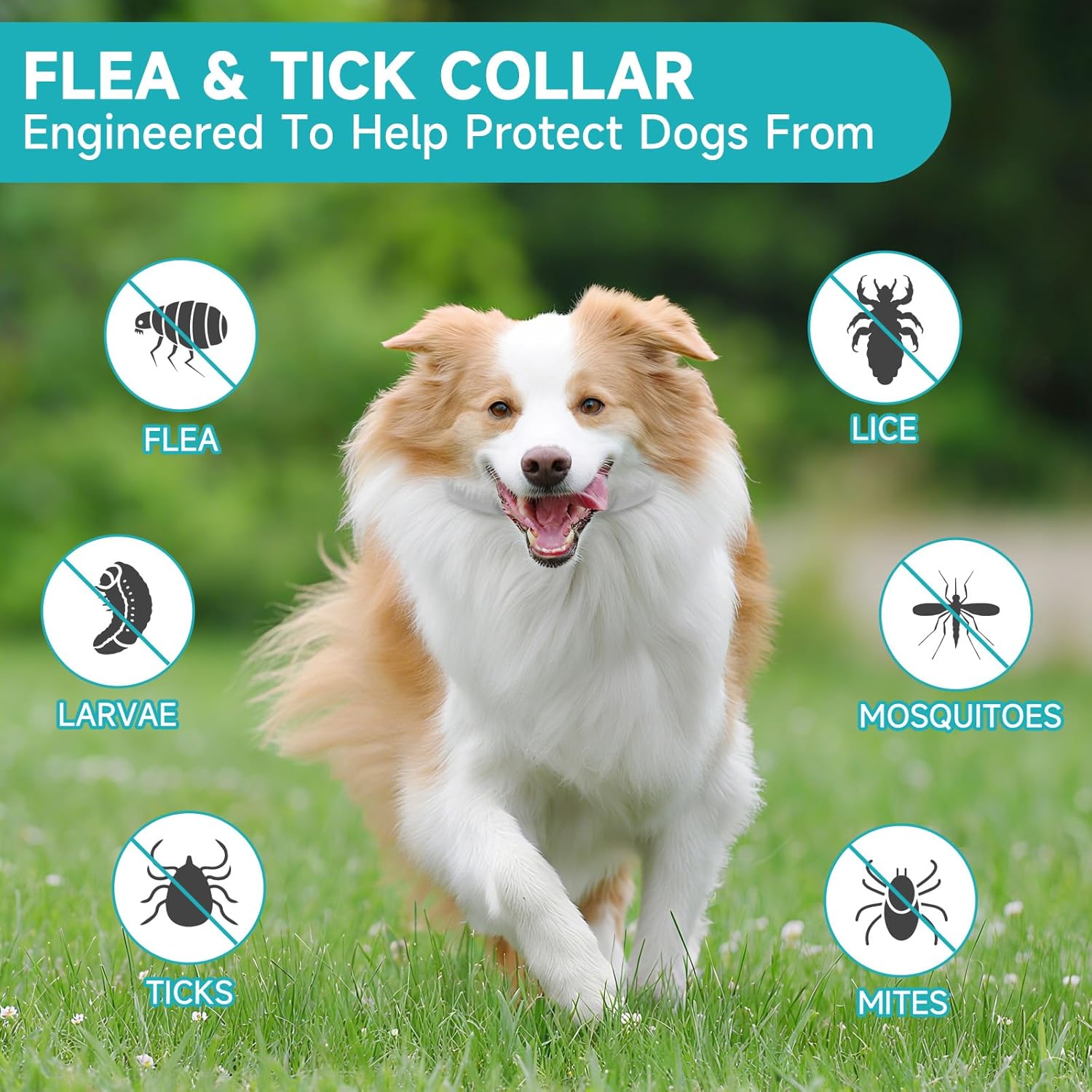 Flea and Tick Prevention for Dogs, 4 Pack Flea Collar for Dogs, Dog Flea and Tick Treatment, 32 Months Protection, Waterproof, Adjustable Collar for Dog, One Size Fits All for...