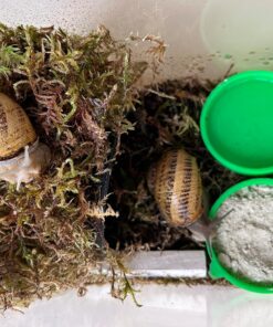 Food for Land Snails - Small Pack 3.5 Oz (100 Grams) - with Organic Calcium, Vitamins, and Minerals. Great for Giant African Land Snails, Helix Pomatia, Aspersa, Muller Other...