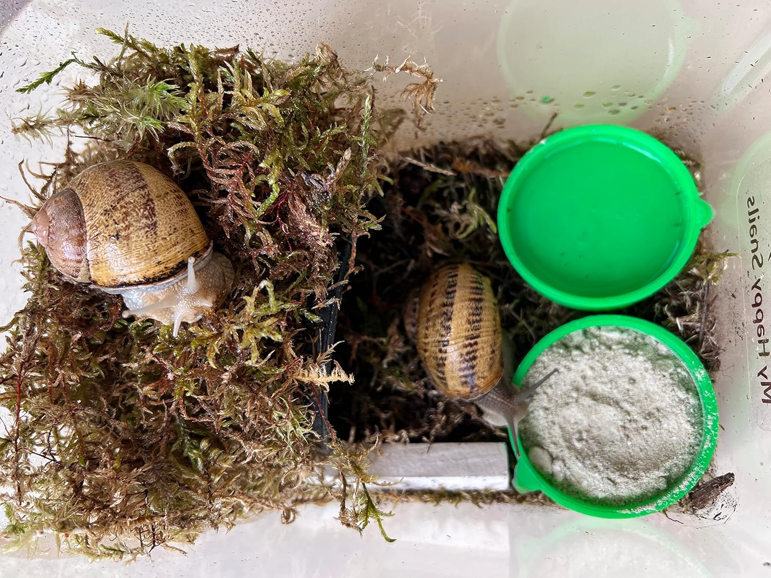 Food for Land Snails - Small Pack 3.5 Oz (100 Grams) - with Organic Calcium, Vitamins, and Minerals. Great for Giant African Land Snails, Helix Pomatia, Aspersa, Muller Other...