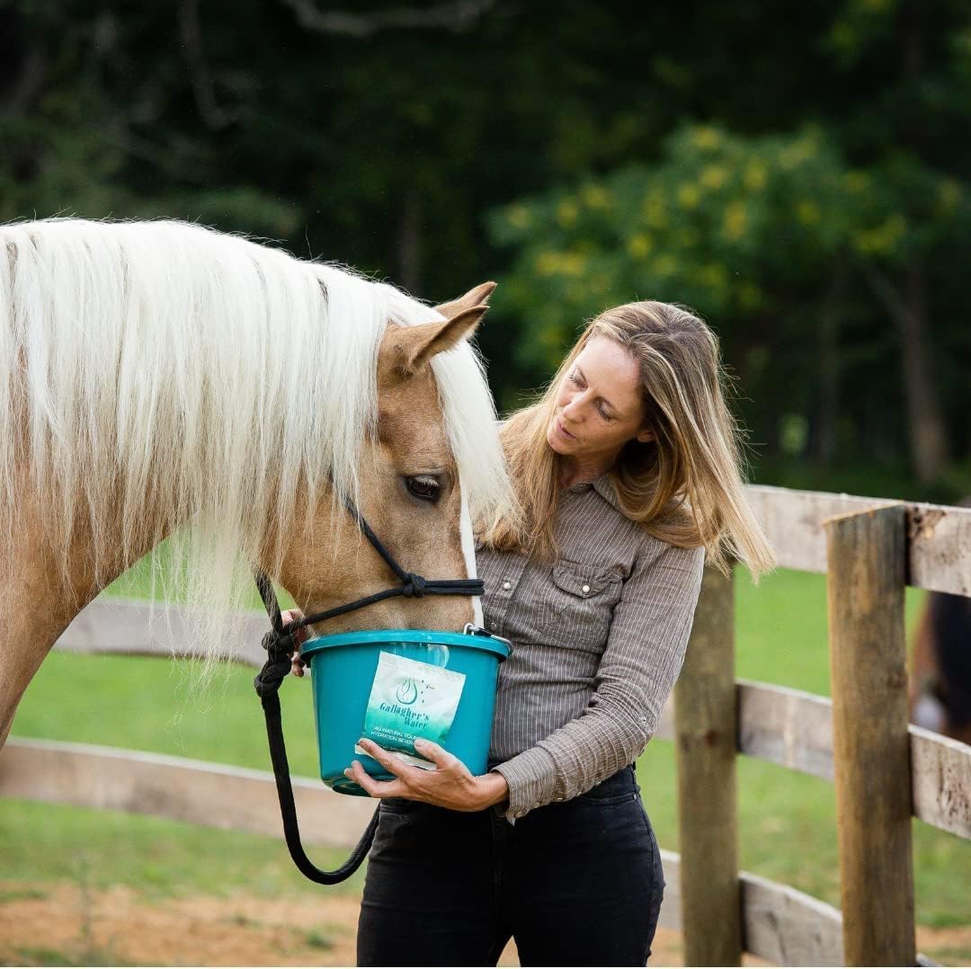 Gallagher's Water 12 Pack All-Natural Equine Hydration Treat - Enhancement Powder Mix Horse Drink Treat to Help Encourage to Drink Water - Made with All Natural Ingredients, FEI...
