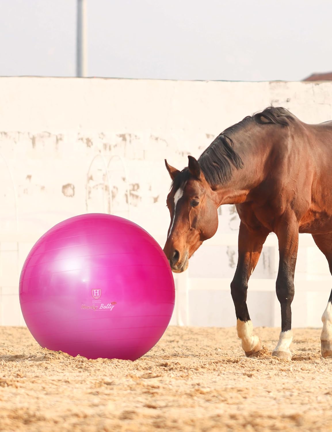 Harrison Howard Howdy Bally Mega Horse Play Ball Anti-Burst Giant Horse Ball 22 Inch-Magenta