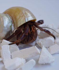 Hermit Crab Accessories, 1.6oz Cuttlebone Small Particles for Hermit Crabs