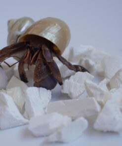 Hermit Crab Accessories, 1.6oz Cuttlebone Small Particles for Hermit Crabs