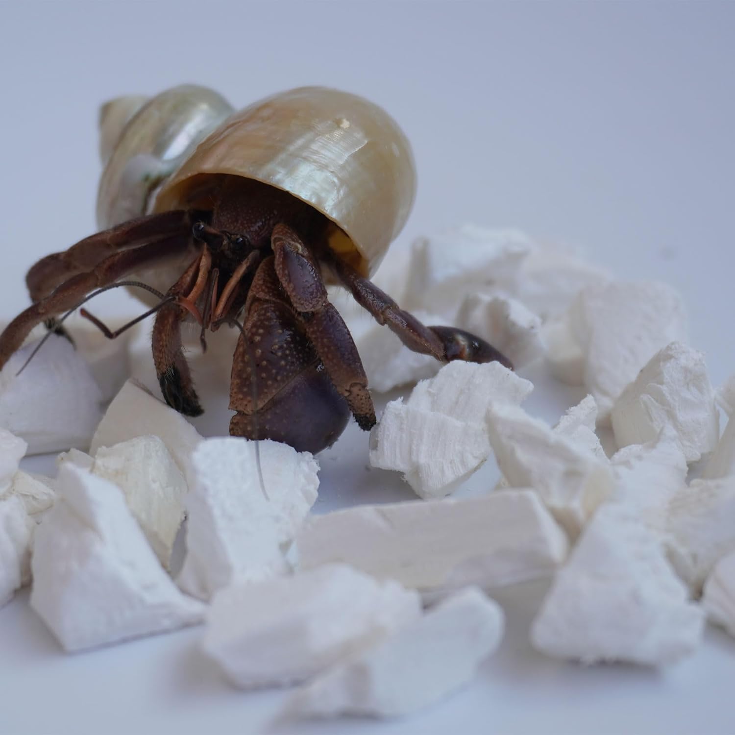 Hermit Crab Accessories, 1.6oz Cuttlebone Small Particles for Hermit Crabs