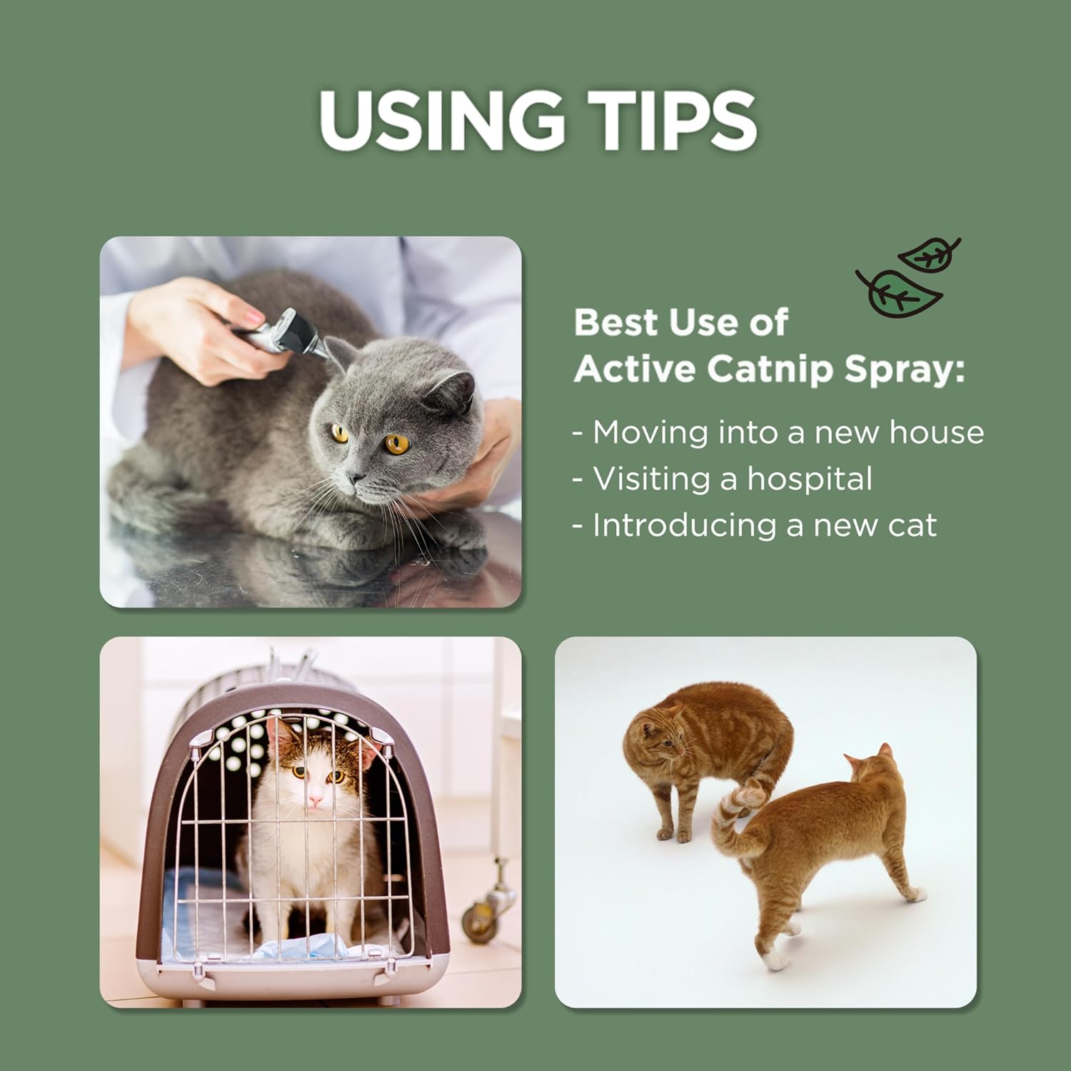 JAYU PET Active Catnip Spray - High Potency Transparent Liquid Spray Made of Fresh Organic Catnip for Indoor Cats and Kittens, Relieves Stress, Calming, Revives Toys (1fl oz)...