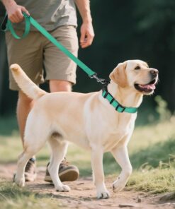 Joytale Reflective Dog Collar, Soft Neoprene Padded, Metal D-Ring, Nylon Pet Collar Adjustable for Large Dogs, Teal, L