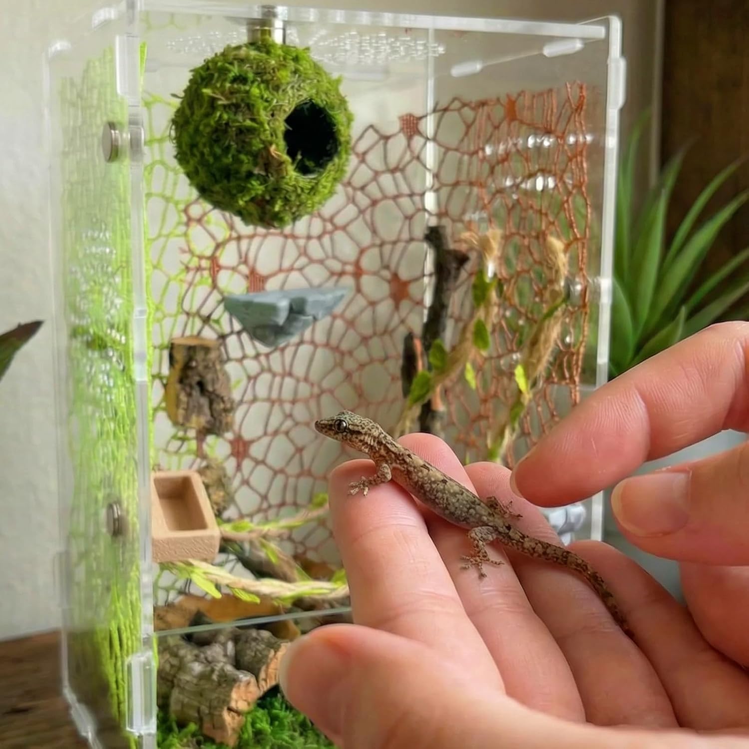 Jumping Spider Enclosure Accessories Kit - Magnetic Moss Ball Hideout, 2 Rock Ledges, Feeding Bowl, Climbing Mesh Nets & Rope Ladder - Natural Forest Habitat Decor for Regal...