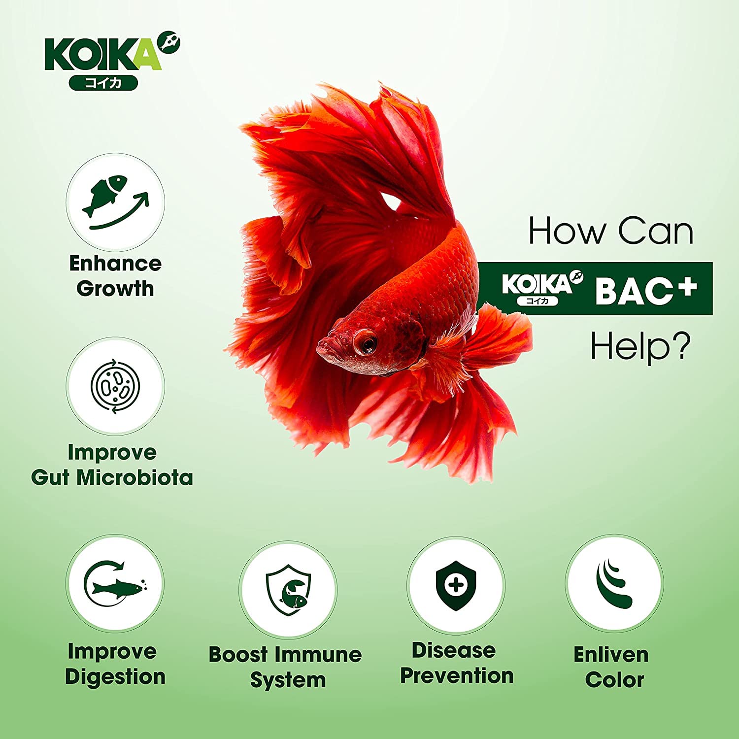 KOIKA BAC+ Aquarium Probiotics, Pleasant Smell, Disease Resistance, Immunity Boosting (BAC+ (New Formula), 105ml)