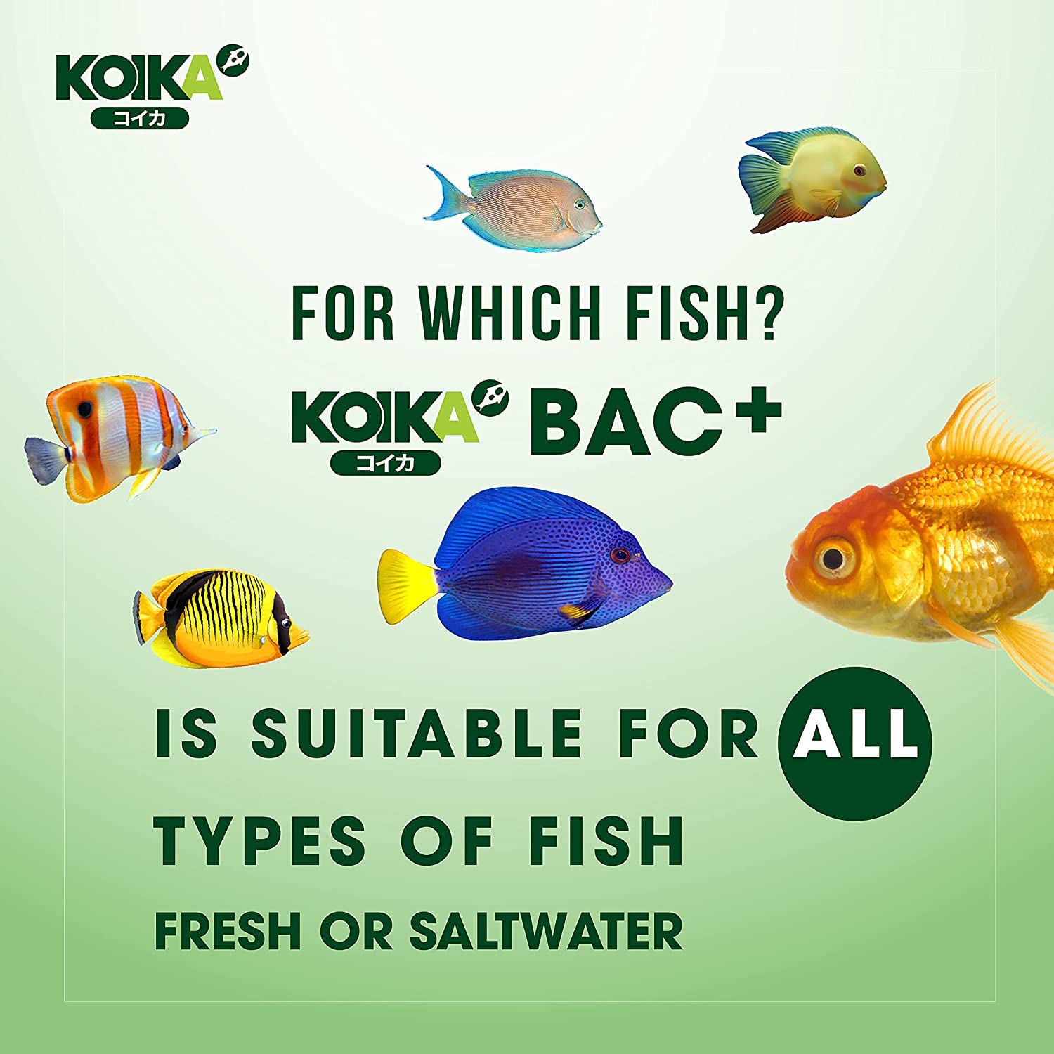 KOIKA BAC+ Aquarium Probiotics, Pleasant Smell, Disease Resistance, Immunity Boosting (BAC+ (New Formula), 105ml)