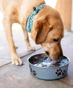 Loving Pets Bella Dog Bowls- Stainless Steel Dog & Cat Bowls - Spill Proof Dog Food Bowl, Cat Bowl, Puppy Essentials & Pet Supplies Great for Home & Travel (Medium 20-35 lbs,...