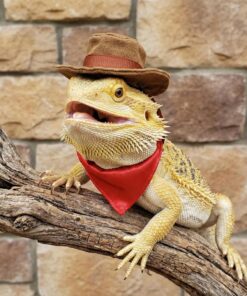 Molain Bearded Dragon Clothes, Lizard Cowboy Hat Bandana Costume Set Bearded Dragon Clothing Outfit for Cosplay Photo Costume Props Fits Gecko Chameleon Ferret