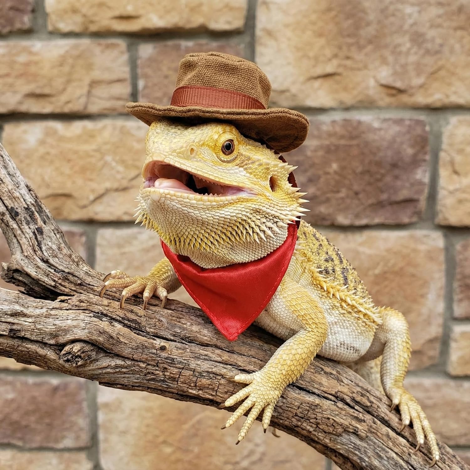 Molain Bearded Dragon Clothes, Lizard Cowboy Hat Bandana Costume Set Bearded Dragon Clothing Outfit for Cosplay Photo Costume Props Fits Gecko Chameleon Ferret
