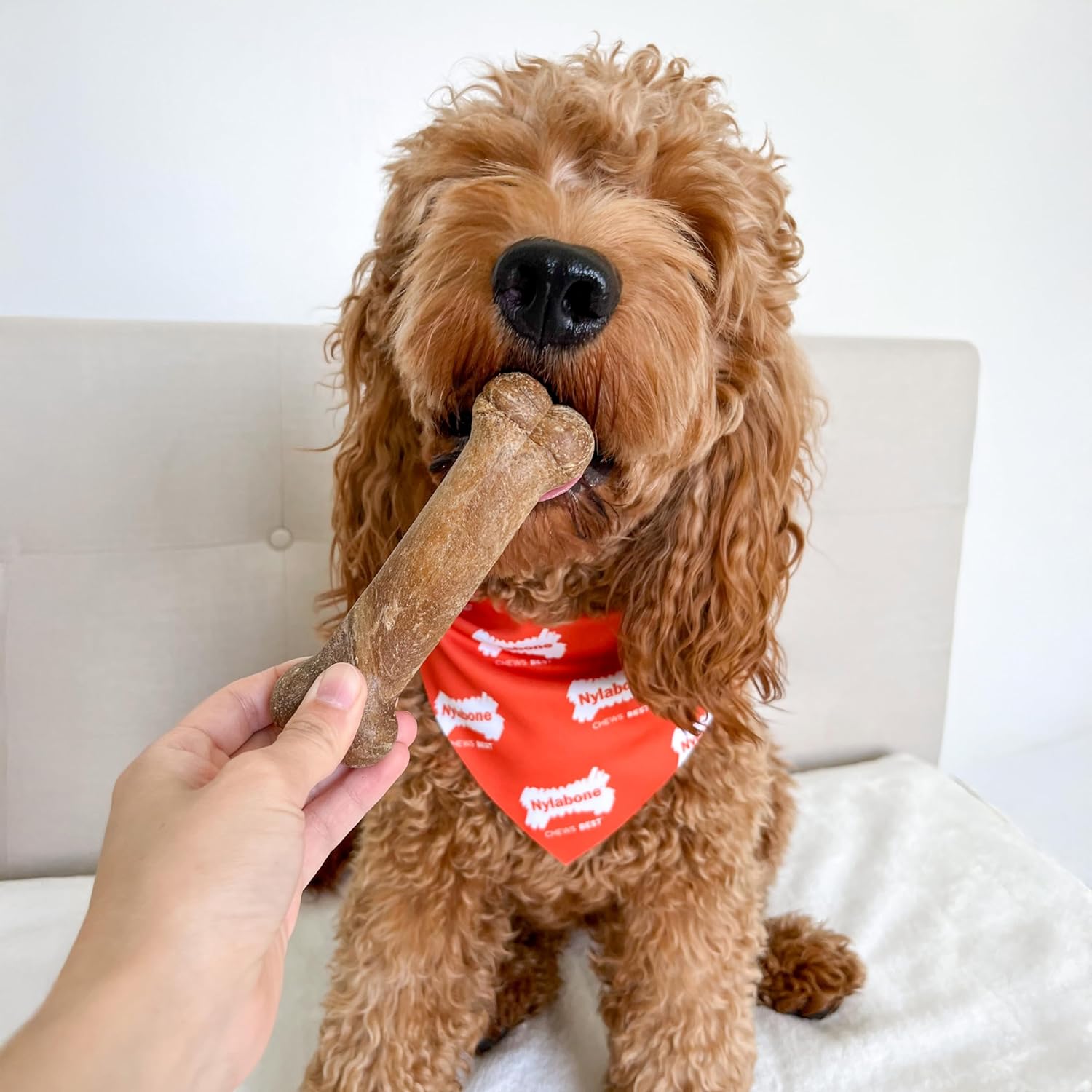 Nylabone Healthy Edibles Natural Dog Chews Long Lasting Chicken Flavor Treats for Dogs, Medium/Wolf (2 Count)