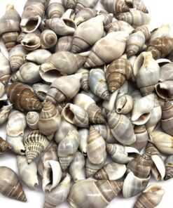 PEPPERLONELY Brown Marginellas Hermitcrab Sea Shells, 6 OZ Approx. 100+PC Shells, 1 Inch ~ 1-1/2 Inch
