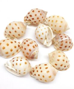 PEPPERLONELY Brown Marginellas Hermitcrab Sea Shells, 6 OZ Approx. 100+PC Shells, 1 Inch ~ 1-1/2 Inch