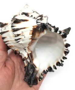 PEPPERLONELY Brown Marginellas Hermitcrab Sea Shells, 6 OZ Approx. 100+PC Shells, 1 Inch ~ 1-1/2 Inch