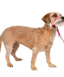 PetSafe Gentle Leader No-Pull Dog Headcollar - The Ultimate Solution to Pulling - Redirects Your Dog's Pulling for Easier Walks - Helps You Regain Control - Medium, Black